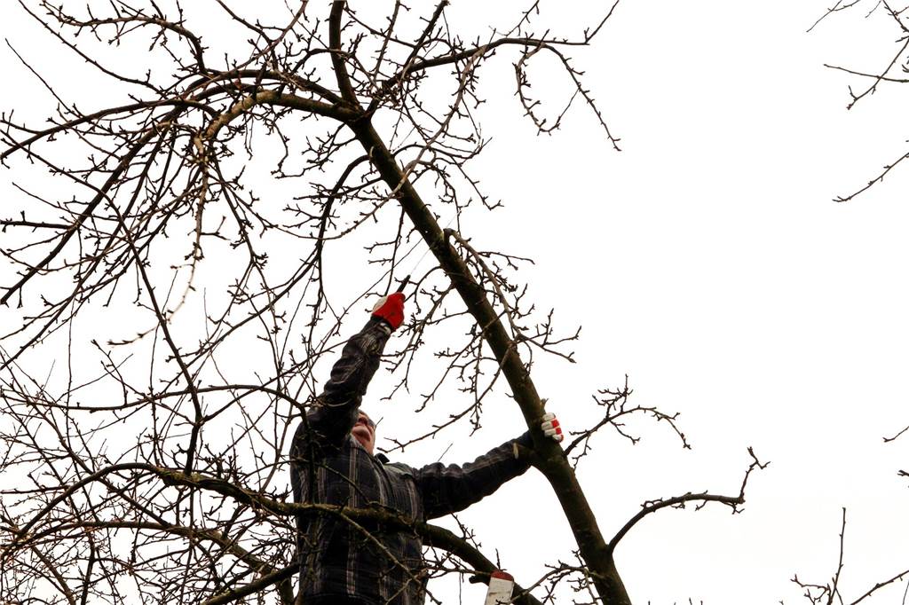 Nach dem 28. Februar: Finger weg von Bäumen und Büschen Ein Mann schneidet Äste an einem Baum ab.