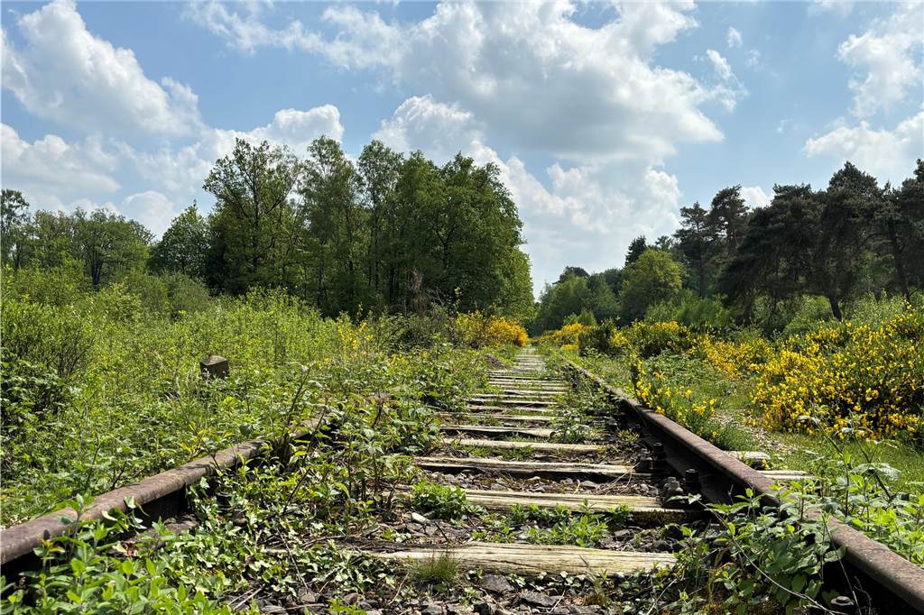 Auf Schmugglerpfaden wandern: Von Oeding nach Burlo auf dem Kommisienpatt Alte Bahngleise. Grünzeug wuchert.