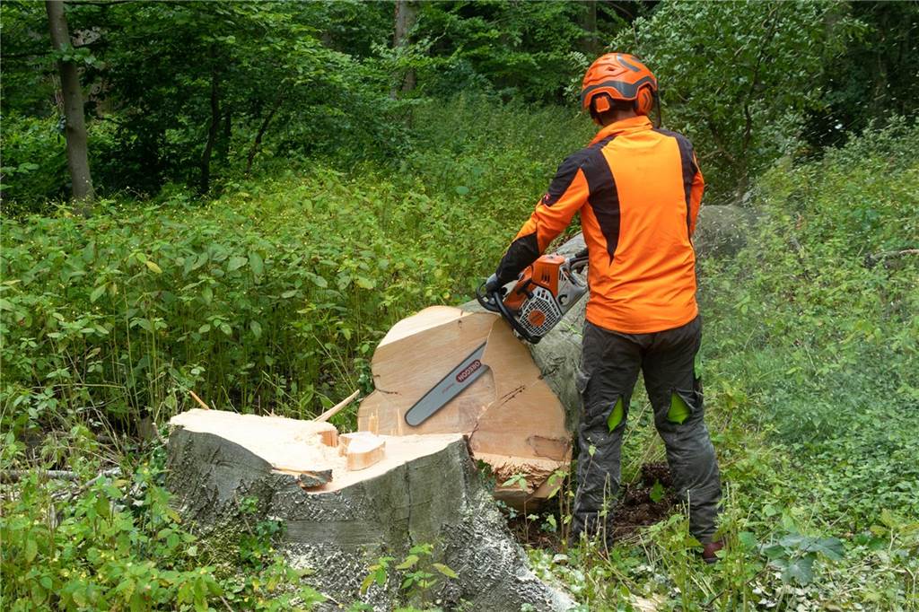 Trockenheit und Stürme haben Folgen: Baumkontrollen führen zu Mehrkosten Auch eine Folge von Trockenheit und Sturm: Vor genau zwei Jahren mussten bereits nach einer Baumkontrollschau durch die Revierförsterin Andrea Bale gut zwei Dutzend Bäume Oedinger Busch gefällt werden.