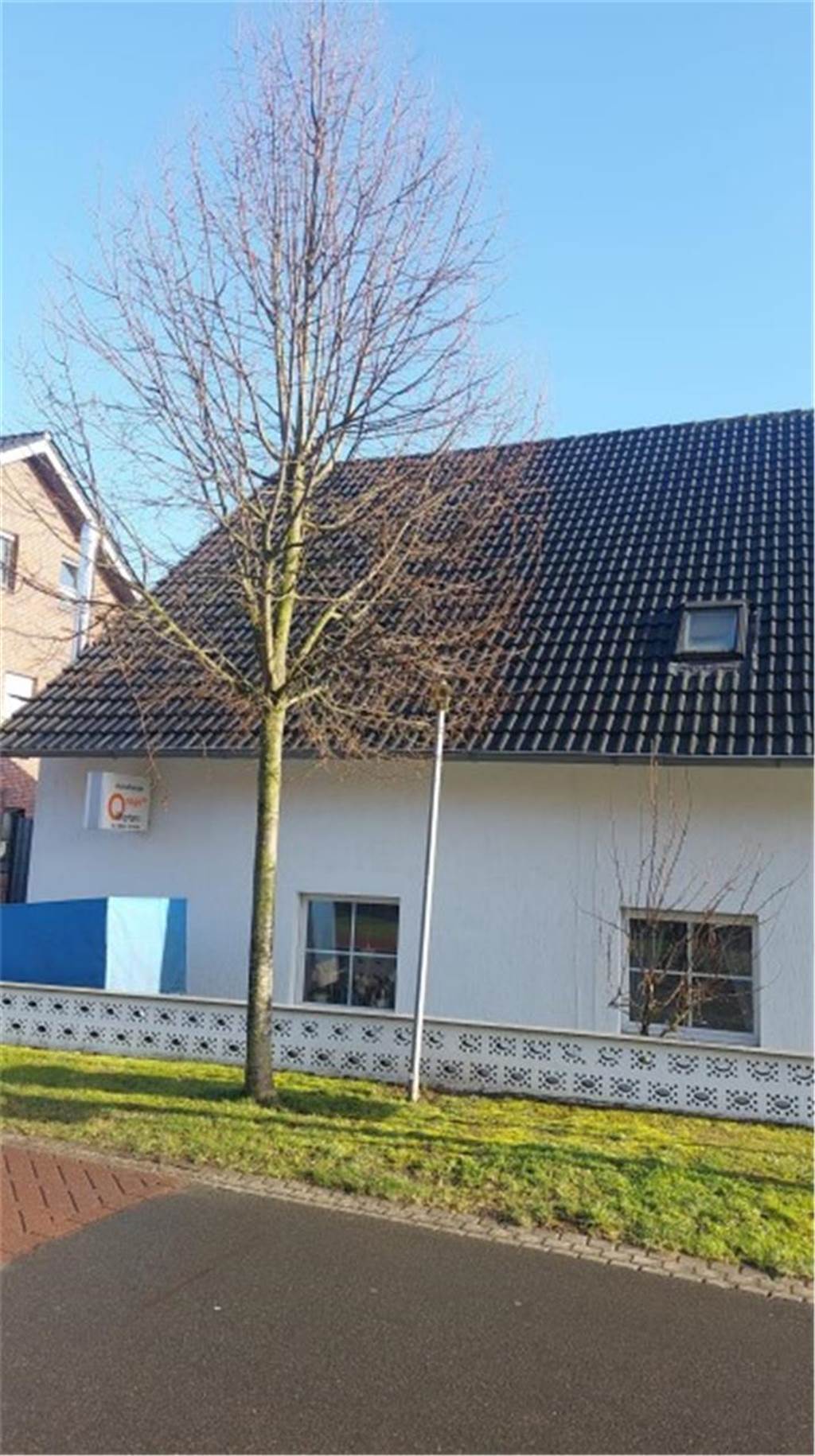 Zu viel Laub, zu viel Schatten: Anlieger wollen gesunde Bäume fällen lassen Baum an Straße