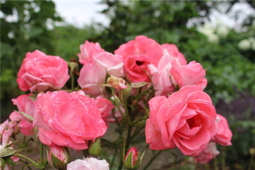 Walter Stenzel baut im Garten Kartoffeln und Chilis an – „die sind tödlich“ Auch für Rosen ist Platz in Walter Stenzels Garten: „Die schönsten Blumen der Welt“, sagt er.