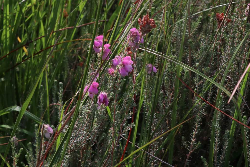 Mit Video: Kartierer erkunden die Pflanzenwelt geschützter Moorflächen Auch Glockenheide und Sauergräser sind typische Moorpflanzen.