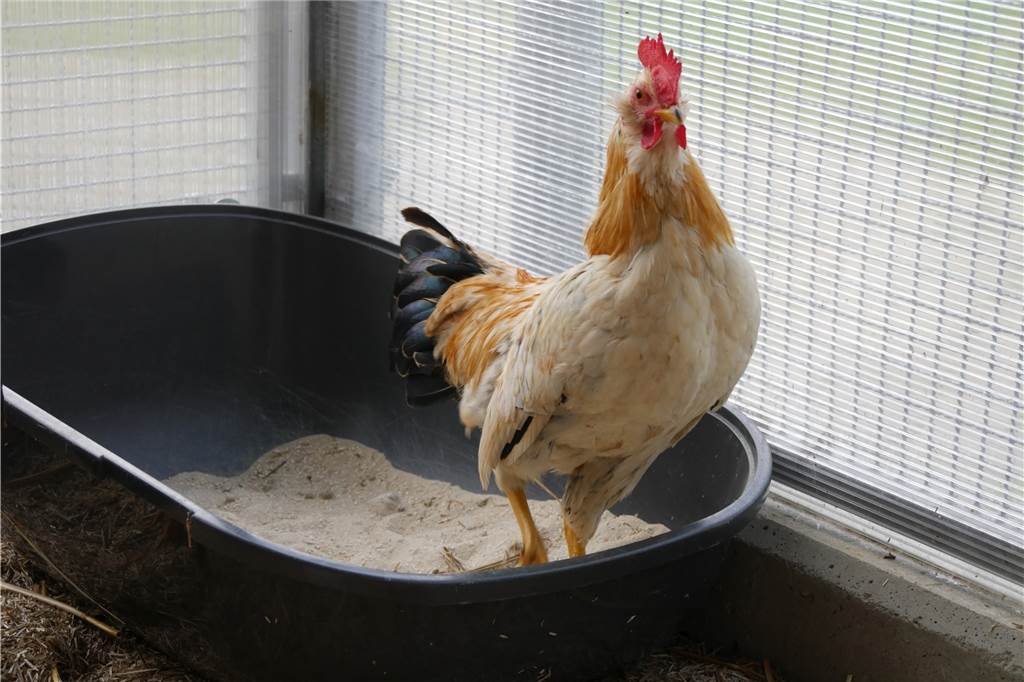 Dortmunder Tierheim macht überraschende Entdeckung Hahn Till saß in einer zweiten Kiste.