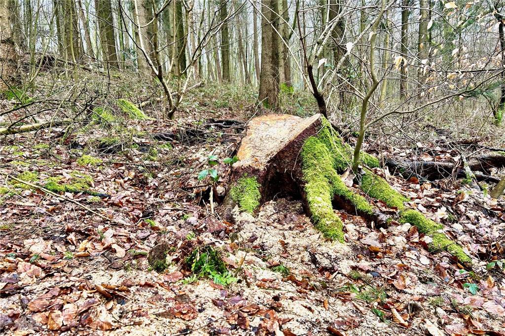 Holzklau in großem Stil? Spaziergänger werden eingeschüchtert Ein Baumstumpf im Schwerter Wald