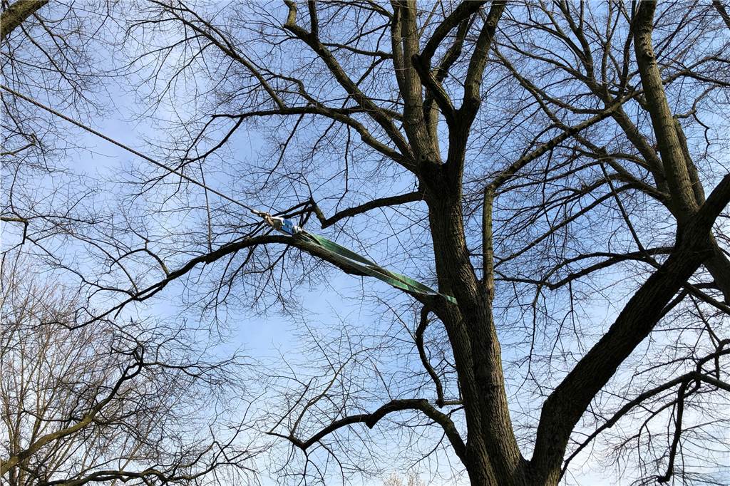 Große Linde in Eving im Visier - muss sie gefällt werden? Auch hier ist das gespannte Seil, das die Linde unter Druck setzt gut zu erkennen