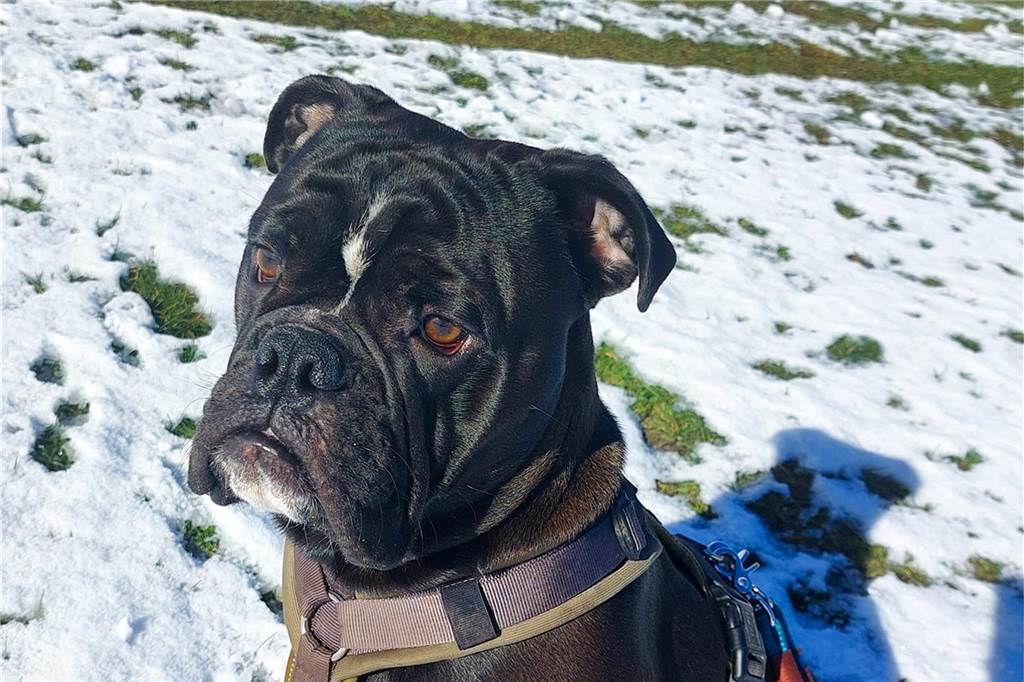 Auch Hunde genießen das Winterglück.
