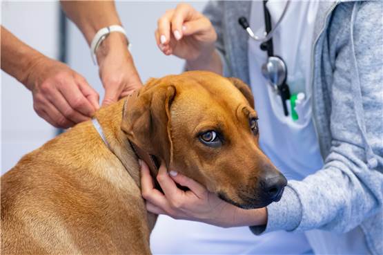 Schnelle Hilfe am Wochenende - neues Notdienst-Angebot der Tierärzte