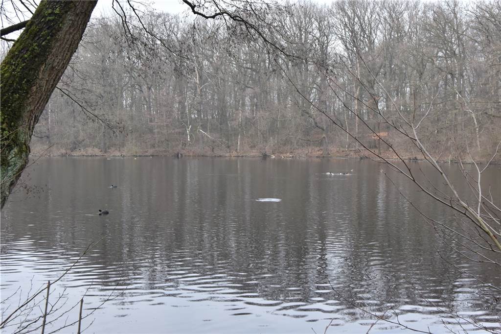 Auch im Winter lassen sich am See Wasservögel beobachten.