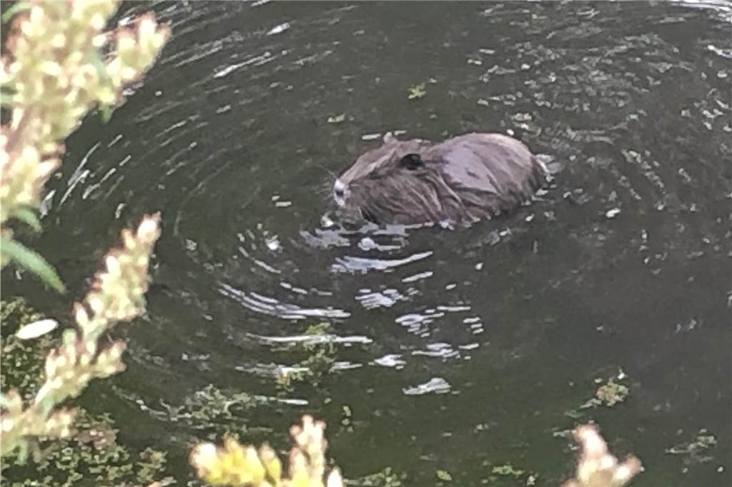 Nutrias bedeuten noch keine Gefahr an Teichen und in der Emscher Nutria in der Gräfte von Schloss Bladenhorst.