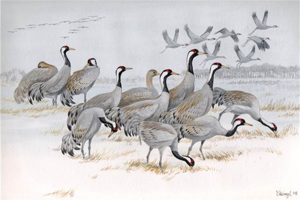 „Traum geht in Erfüllung“: Zwei Ausstellung für Legdener Vogelzeichner Hermann Heinzel Auch in diesem Jahr fährt Hermann Heinzel wieder nach Süd-West-Frankreich, um Kraniche zu beobachten und zu zeichnen.