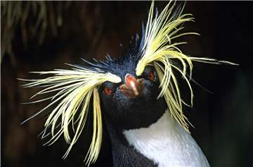 Auch in diesem Jahr findet das Internationale Naturfotografen-Festival nicht statt. Auf tolle Fotos wie dieses von einem Pinguin, das von Tui De Roy stammt, müssen die Besucher noch ein Jahr warten.