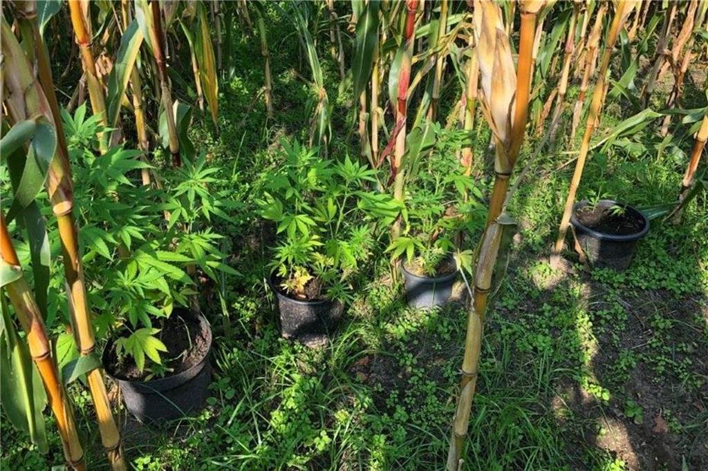 Drogenplantagen in Legden: Viele neue Details und ein Urteil Auch in einem Maisfeld an der A31 züchtete der Legdener seine Marihuanapflanzen.