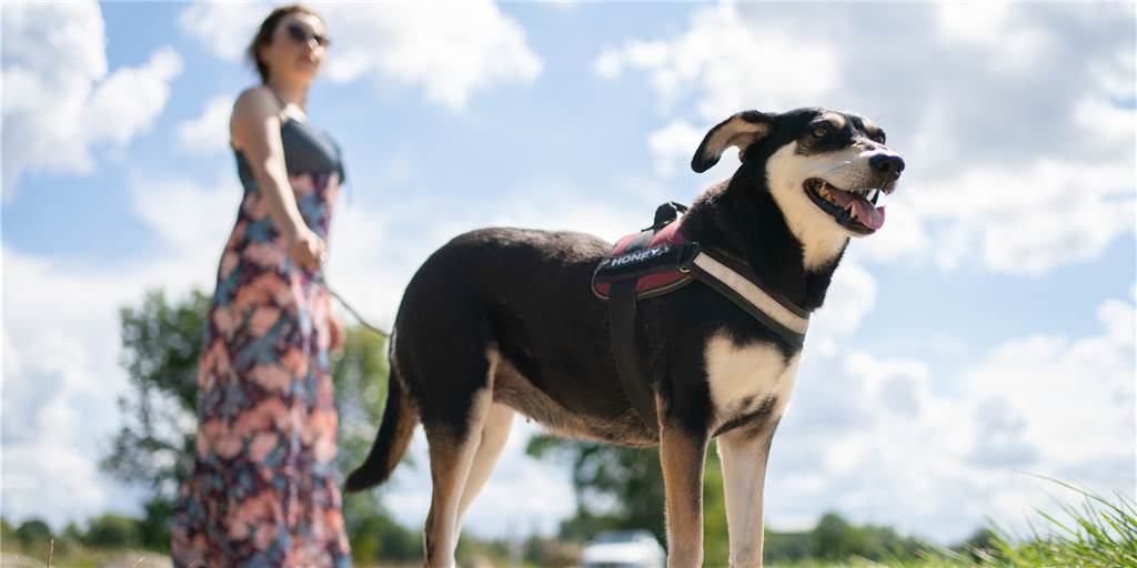 Fast 45.000 Euro: Hunde-Trend lässt die Gemeindekasse klingeln Auch in Heek ist die Zahl der Hunde in den zurückliegenden Jahren angestiegen. Das lässt die Gemeindekasse klingeln.
