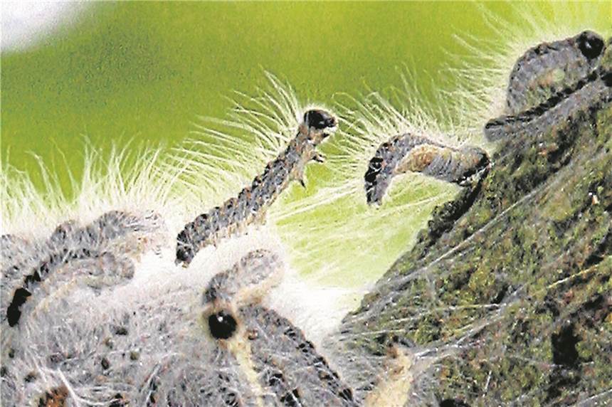 Der Eichenprozessionsspinner ist in Lünen unterwegs - Mehrfachmeldungen gingen bereits ein Auch in Lünen krabbeln diese Tiere wieder herum. So harmlos sie auch aussehen mögen, das sind sie nicht.