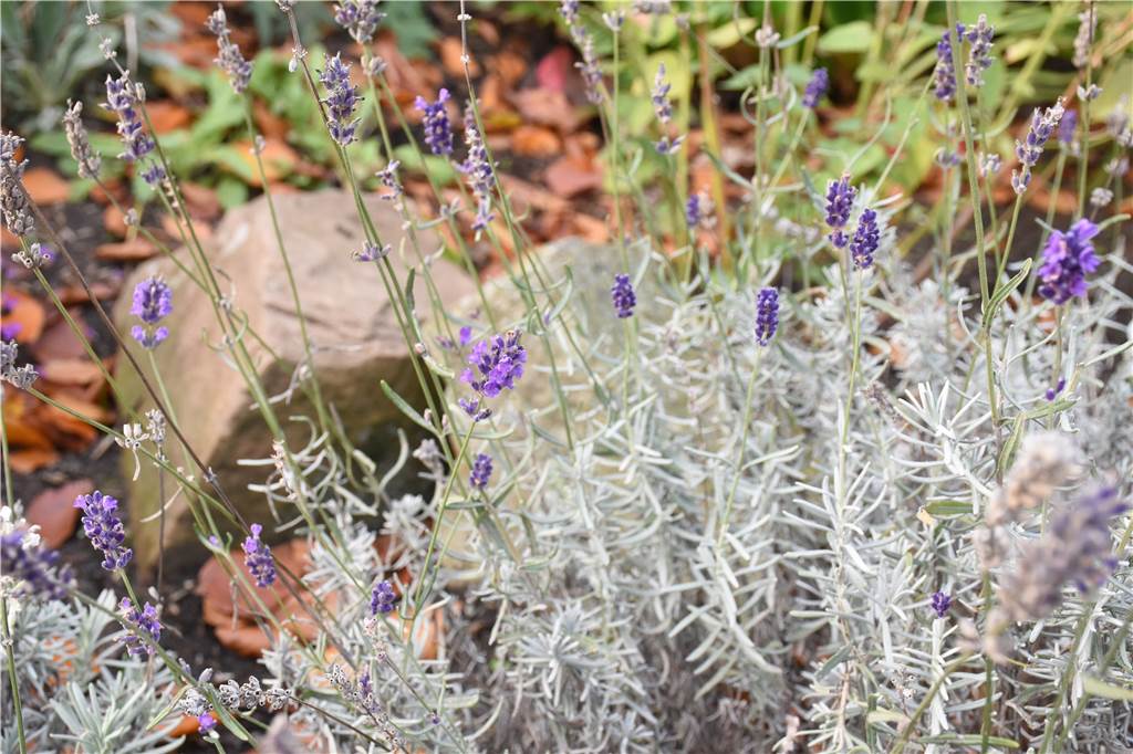 So pflegeleicht kann ein insektenfreundlicher Vorgarten sein Auch jetzt im Herbst blüht im Vorgarten von Nicola und Hubert Gerding noch einiges, zum Beispiel der Flieder.