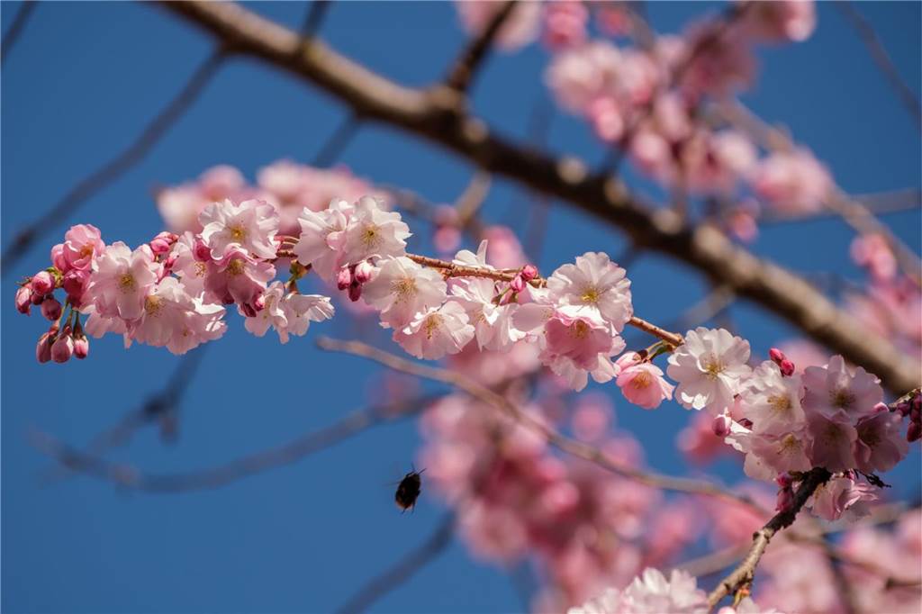 Der Frühling ist da- In der Moltkestraße erblühen die ersten Kirschbäume