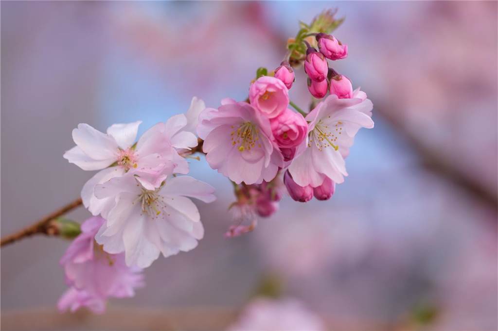 Der Frühling ist da- In der Moltkestraße erblühen die ersten Kirschbäume