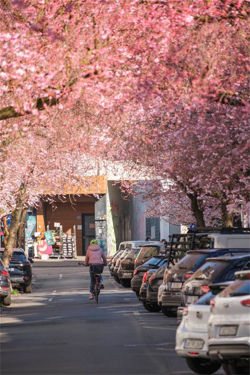 Der Frühling ist da- In der Moltkestraße erblühen die ersten Kirschbäume
