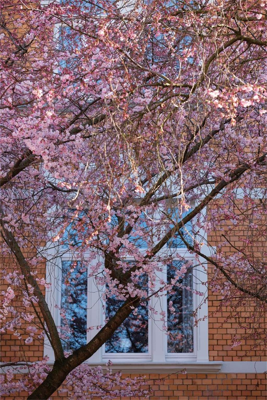 Der Frühling ist da- In der Moltkestraße erblühen die ersten Kirschbäume
