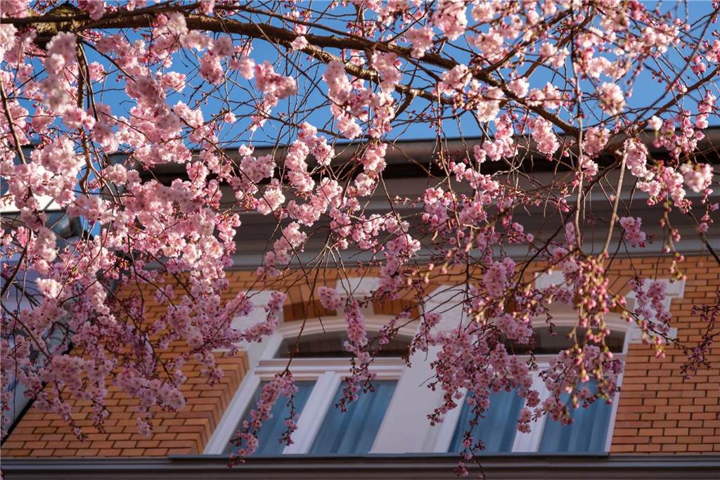 Der Frühling ist da- In der Moltkestraße erblühen die ersten Kirschbäume