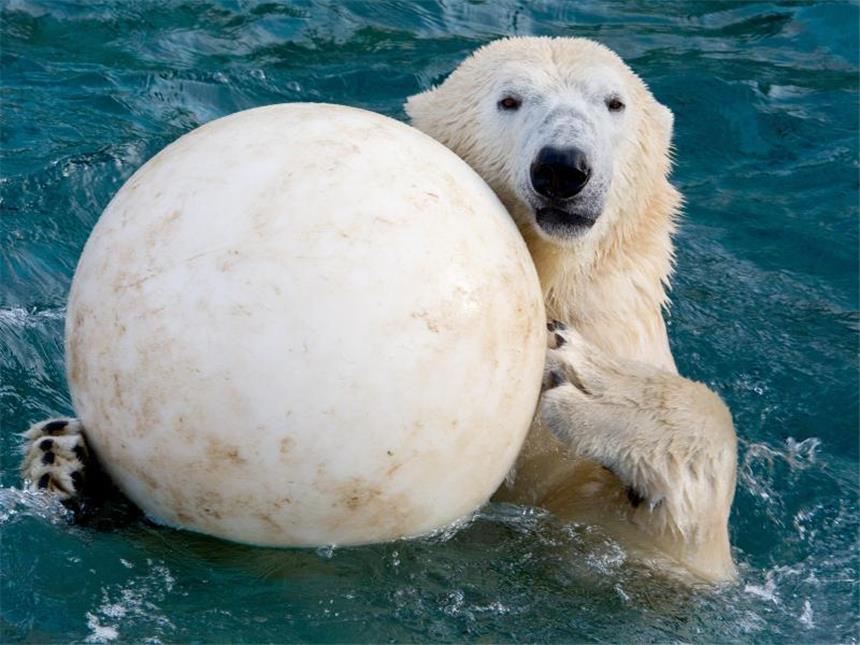 Vier Pranken und ein Ball: Spielzeug für Eisbären Auch mit einem großen Ball macht das Spielen Spaß. Foto: Christoph Schmidt