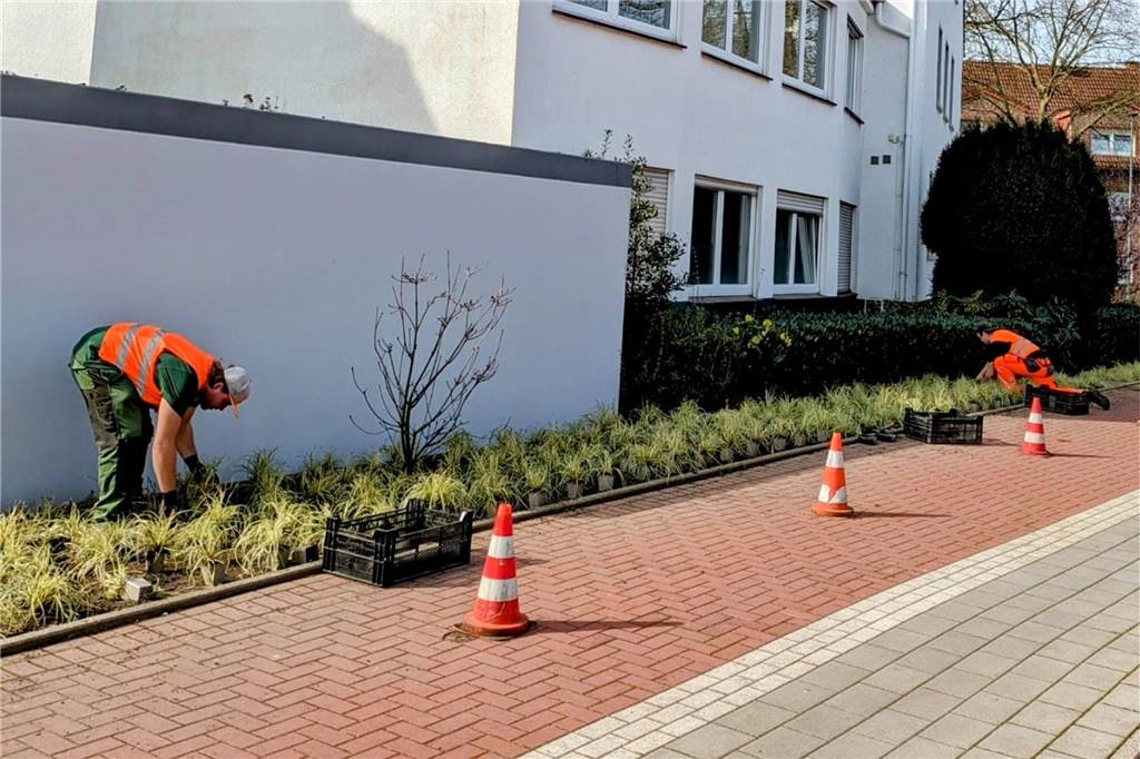 Darauf haben die Nachbarn gewartet: Neue Bäume für die Klosterstraße Auch neue Beete entlang des Gehwegs gehören zu den aktuellen Pflanzarbeiten an der Klosterstraße dazu.