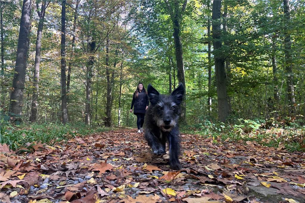 Selmer Ernährungsberaterin und Fitnesstrainerin gibt Tipps gegen Herbstblues Redakteurin Sophie Schober läuft mit ihrem Hund Bonnie durch den Cappenberger Wald.