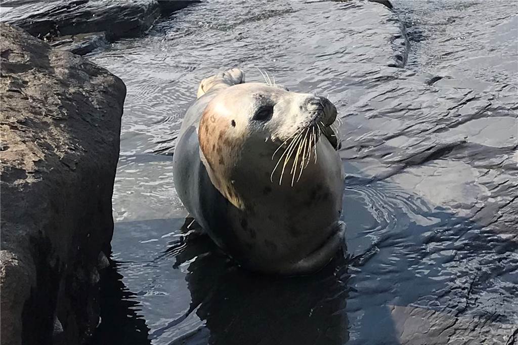 Auch von den Seehunden an der schottischen Ostküste war der Vredener begeistert.