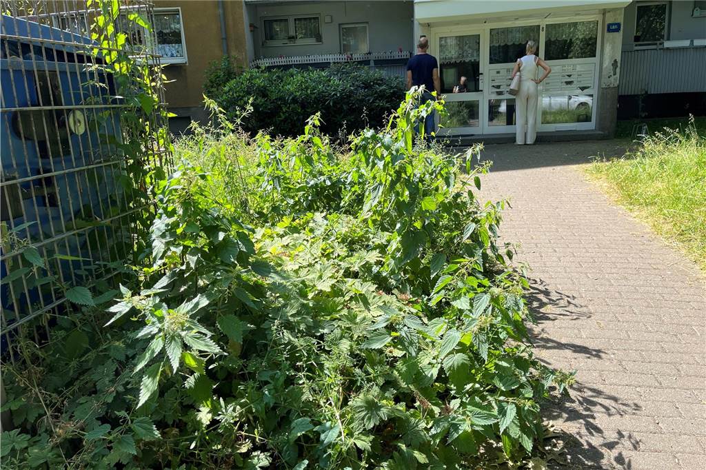 „Kein Grünschnitt“: Mieter machen Wohnungsgesellschaft LEG Vorwürfe Auch vor den Hauseingängen wuchert das Grün Kräftig vor sich hin