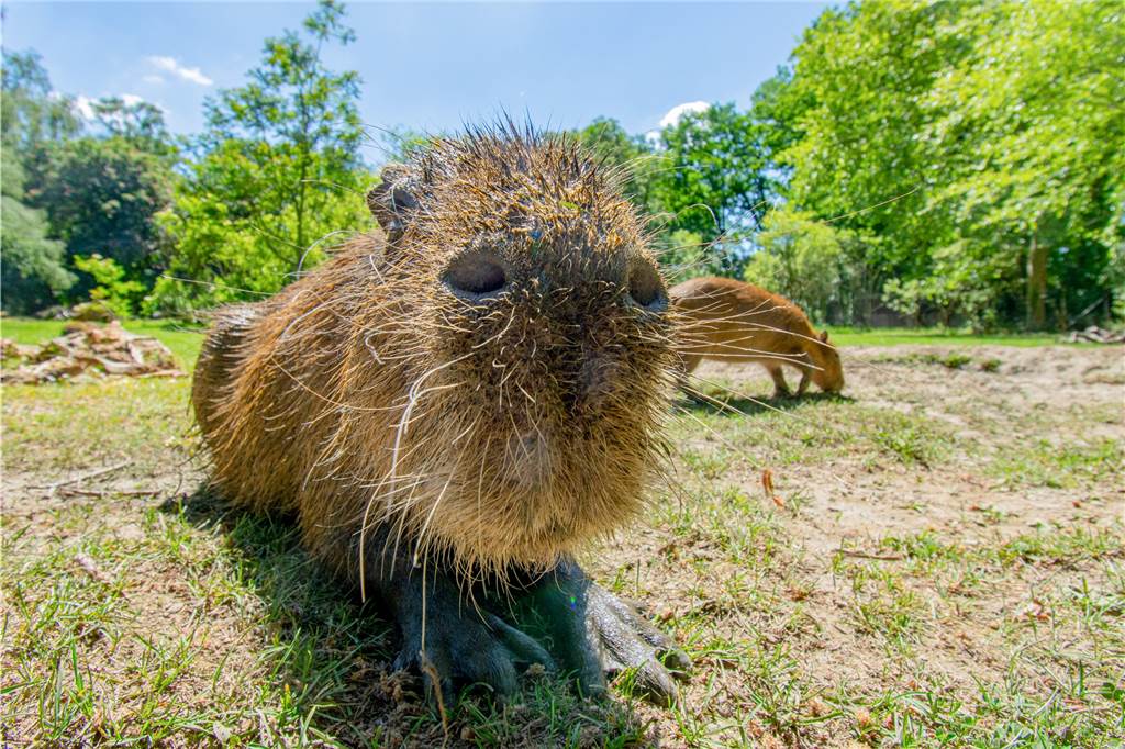 Hitzewelle: Sogar Tierarten aus Afrika ist es im Dortmunder Zoo zu heiß Auch Wasserschwein (Capybara) Daniela nimmt zur Abkühlung gern ein Schlammbad.