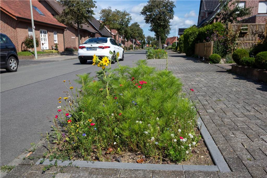 Trockenheit und Stürme haben Folgen: Baumkontrollen führen zu Mehrkosten Auch weitere Aufforstungen sind das Ziel. So sollen in der Straße Beckedahl noch in diesem Jahr neue Bäume angepflanzt werden. Dort hatten vor Monaten noch einige gefällt werden müssen. Auch das verursacht Kosten.
