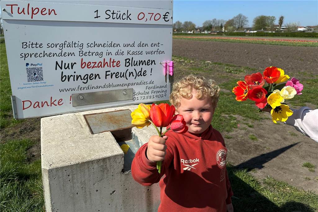 Tulpen auf Feld