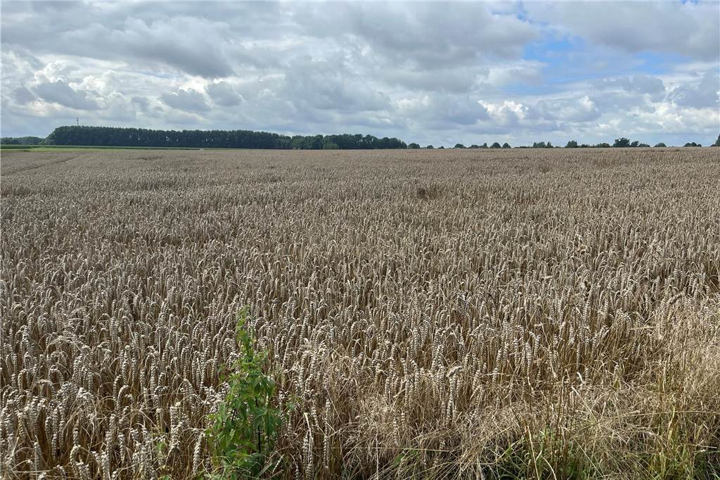 Landwirte zur diesjährigen Getreide-Ernte: „Die Qualität ist im Keller“ Auf dem Feld von Friedhard Freisendorf sah es Anfang August nicht gut aus.