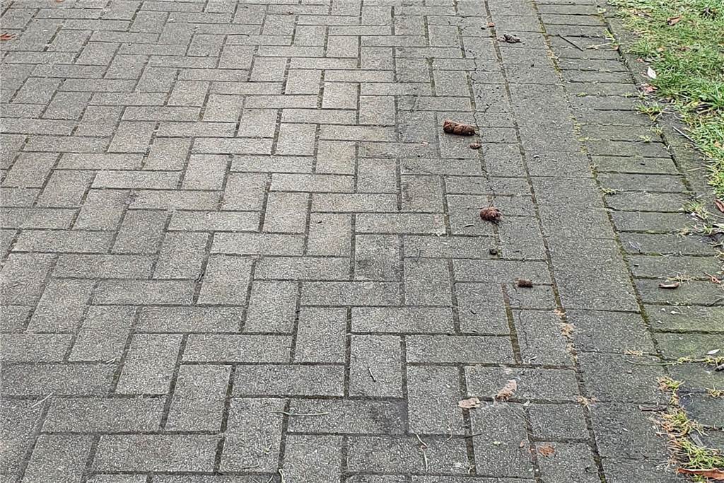 Hunderte Haufen: Schöner Fußweg verkommt zum Hundeklo Auf dem Fußweg quer durchs Wohngebiet Hombrede finden sich zahlreiche, eklige Hinterlassenschaften von Hunden.