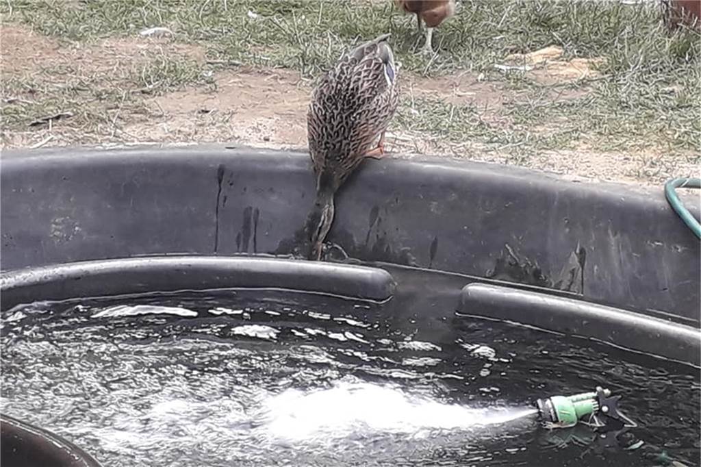 Verletzte Wildtiere: Tierschutz-Garten sucht verzweifelt neues Zuhause Auf dem gesuchten Grundstück sollte auch die Möglichkeit bestehen, einen kleinen Teich für Wasservögel anzulegen.