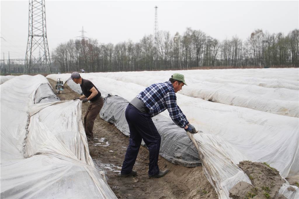 Auftakt Spargelsaison: Ab jetzt wird bei Schulze Blasum selbst gestochen Auf dem Hof Schulze Blasum ist die Spargelernte in vollem Gange. Die rumänischen Erntehelfer durften nun doch einreisen.