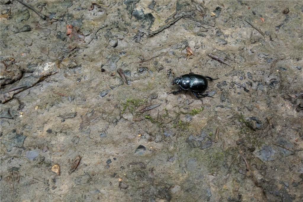 Natur-Unterricht: Waldschule Cappenberg bietet interaktive Wald-App Auf dem interaktiven Waldspaziergang können Begegnungen mit Waldbewohnern sofort in der App hochgeladen werden.