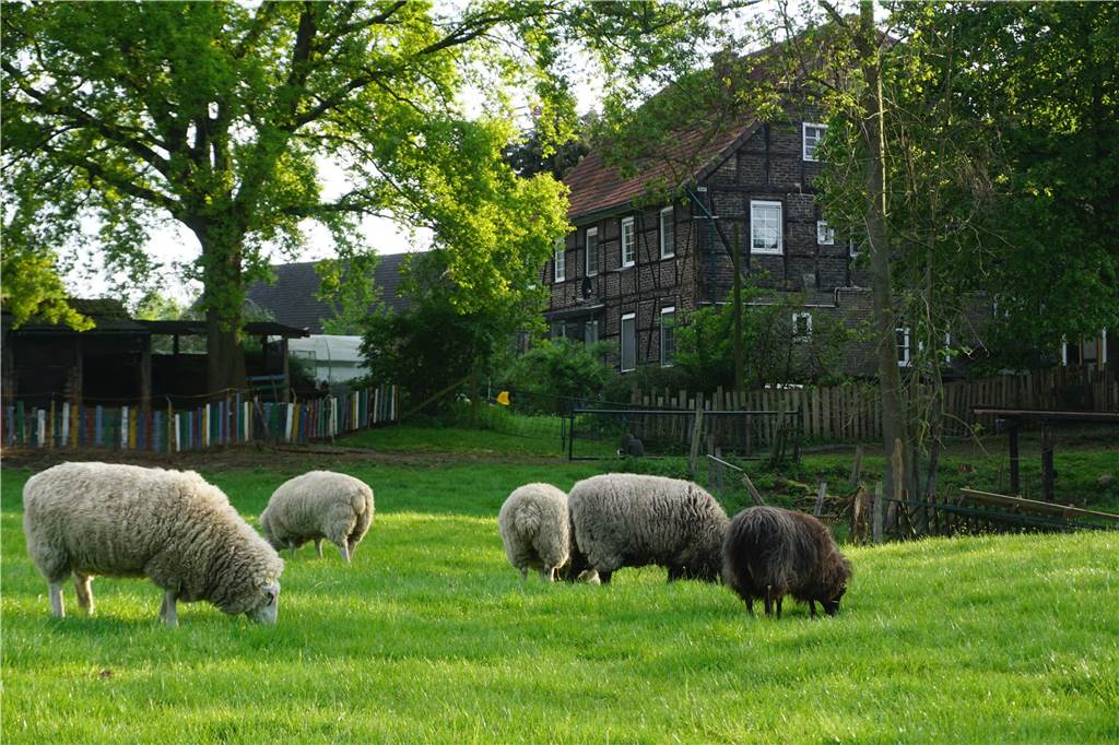 Derner Kita setzt auf besonderes Konzept – und hat noch freie Plätze Auf dem Lernbauernhof von Elmar Schulte-Tigges unternehmen und lernen die Kinder viel mit den Hoftieren.