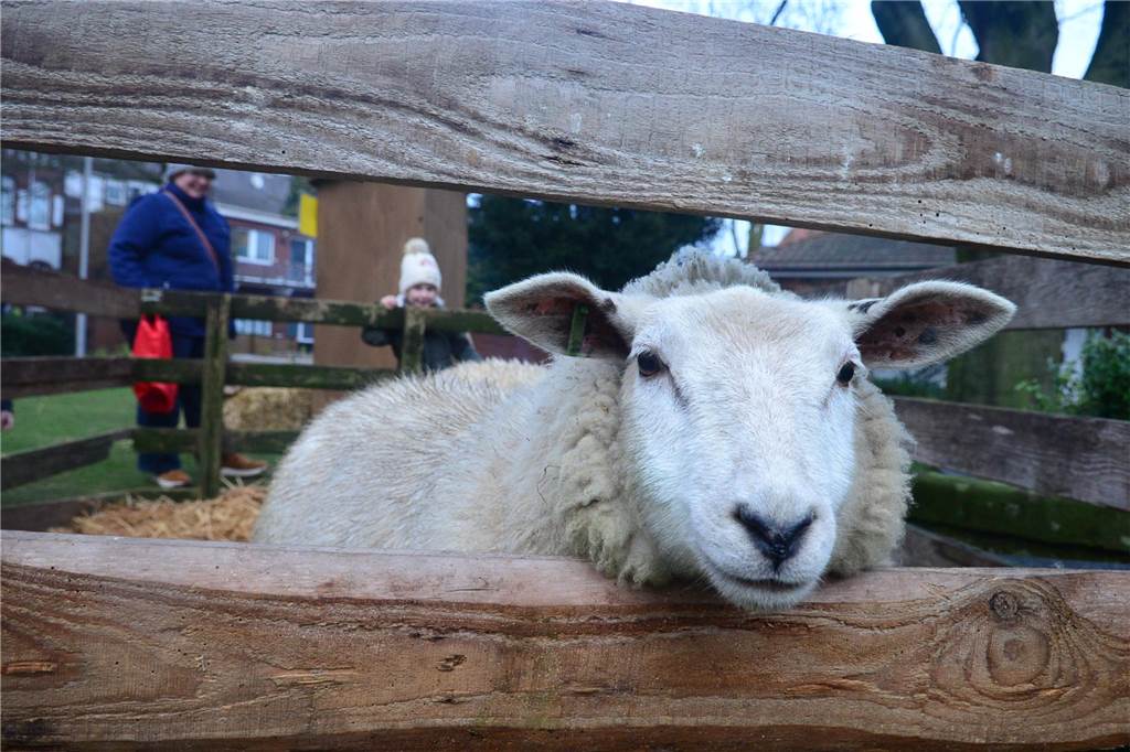 Viele Fotos vom Weihnachtsmarkt: Schafe, Heilige Drei Könige und viele Besucher