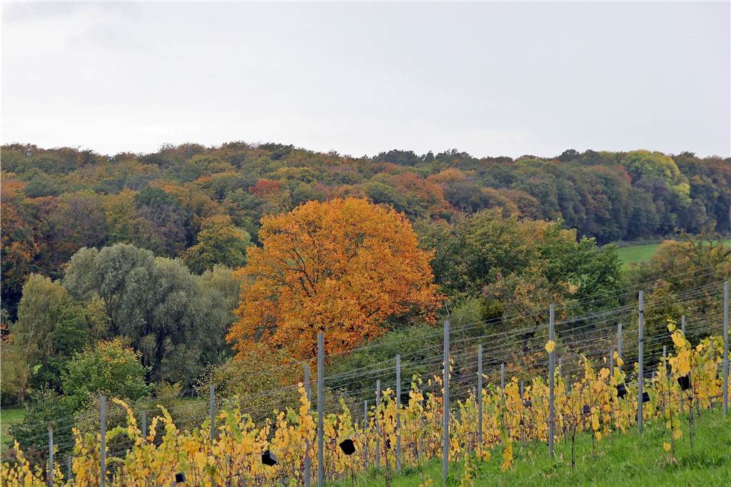 Auf dem Weinberg in Cappenberg ist die erste Lese abgeschlossen.