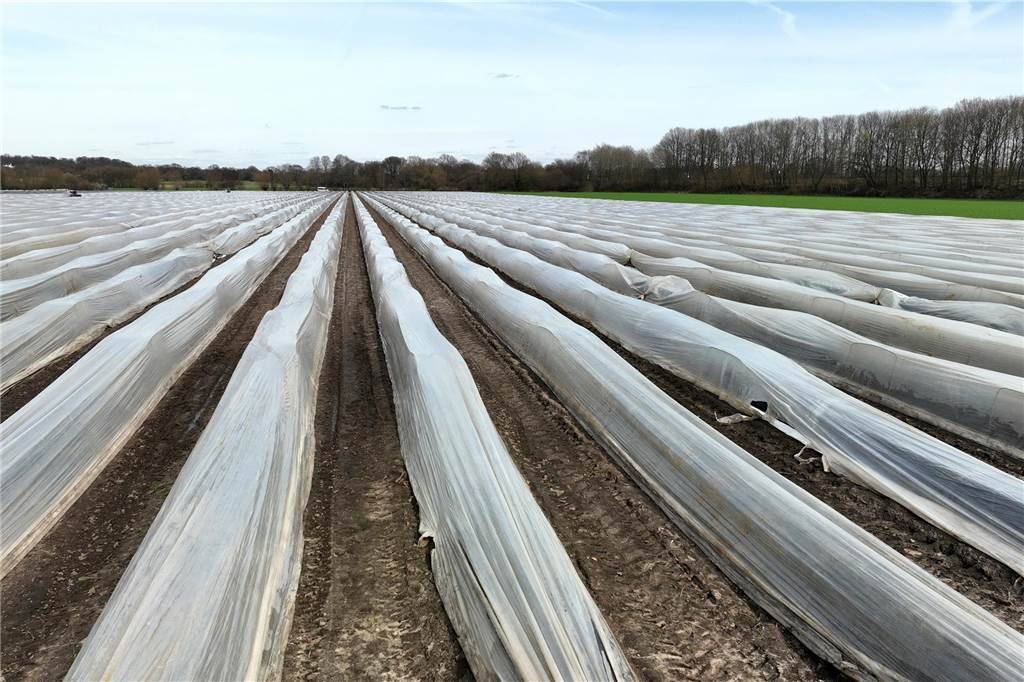 Auf dem Biohof Schulze Wethmar gibt es Spargel zu Ostern Auf den Feldern des Biohofs Schulze Wethmar wächst der Spargel fleißig. Teilweise ist sogar schon mit der Ernte begonnen worden.