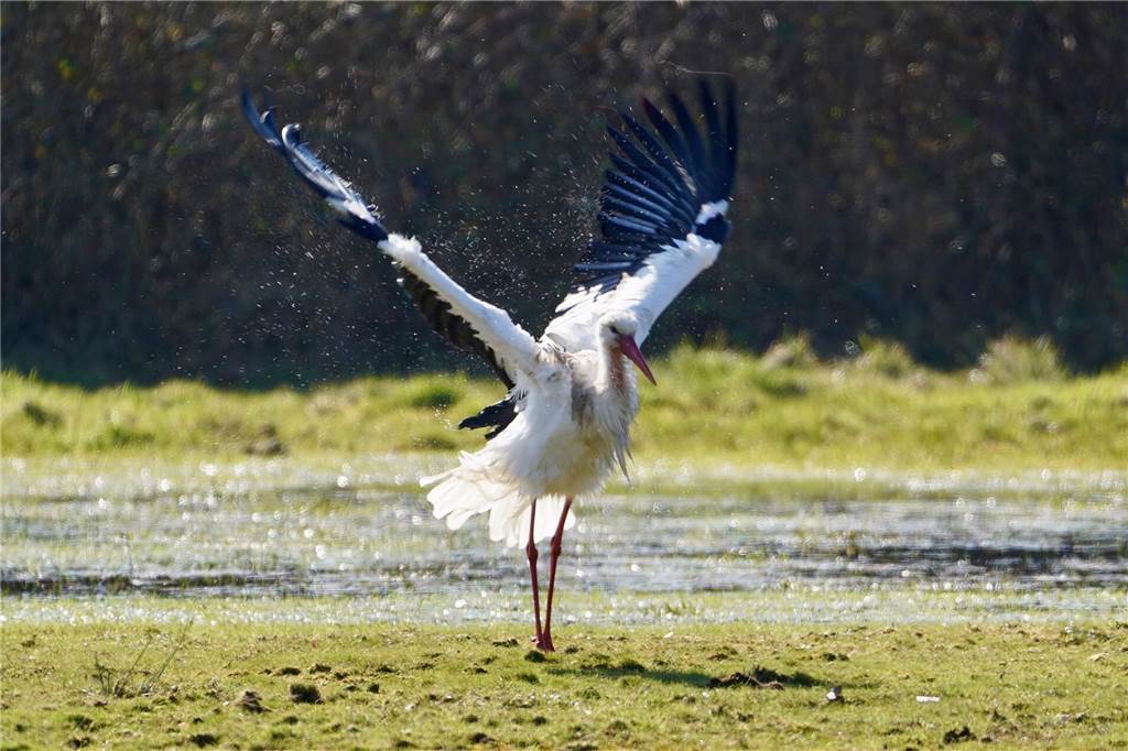 Storch mit erhobenen Flügeln auf der Weide vor einer Wasserfläche.