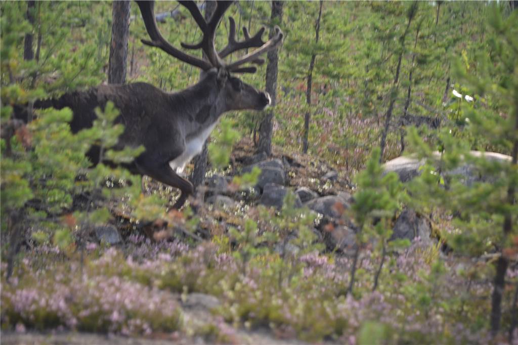 Haustausch in den Norden Schwedens: 30 Grad hinterm Polarkreis Auf den Straßen Lapplands begegnet man beinahe mehr Wildtieren als Autos. Diese Rentier-Herde störte sich herzlich wenig an uns.