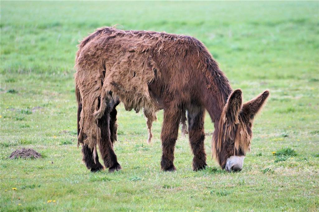 Ideen für den Familienausflug: Schöne und nahe Ziele in der Region Auf den Weiden in der Olfener Steveraue grasen gemütliche Poitou-Esel mit ihrem Nachwuchs, zottelige Wildpferde, neugierige Rehe und mächtige Heckrinder.