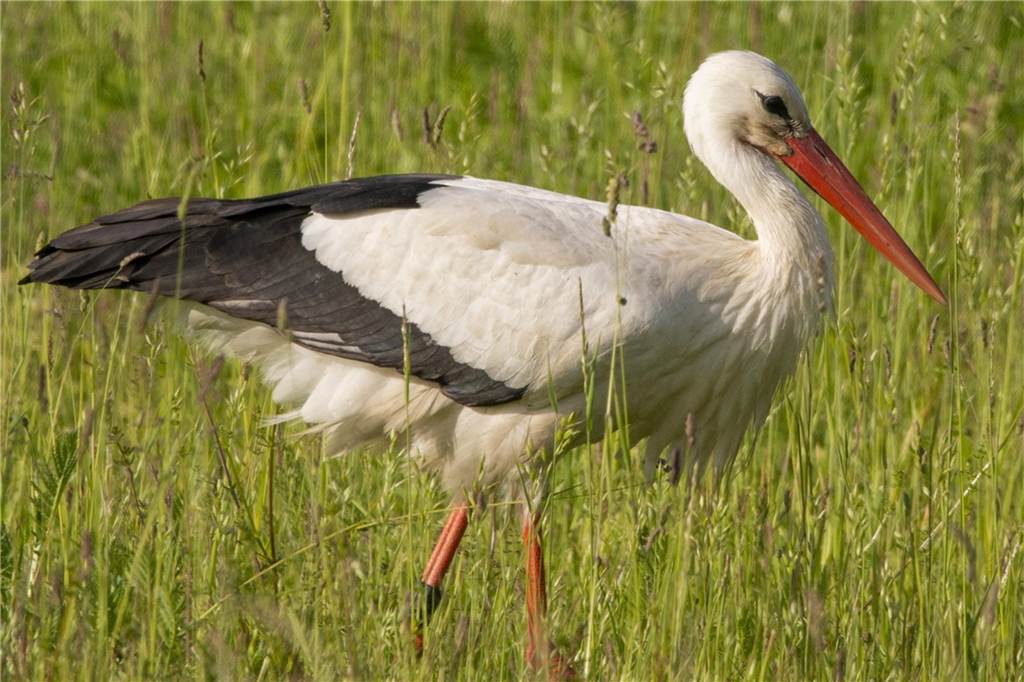Freud und Leid bei Störchen: Die einen füttern fleißig - andere mühen sich vergebens Ein Storch auf Futtersuche auf einer Wiese.