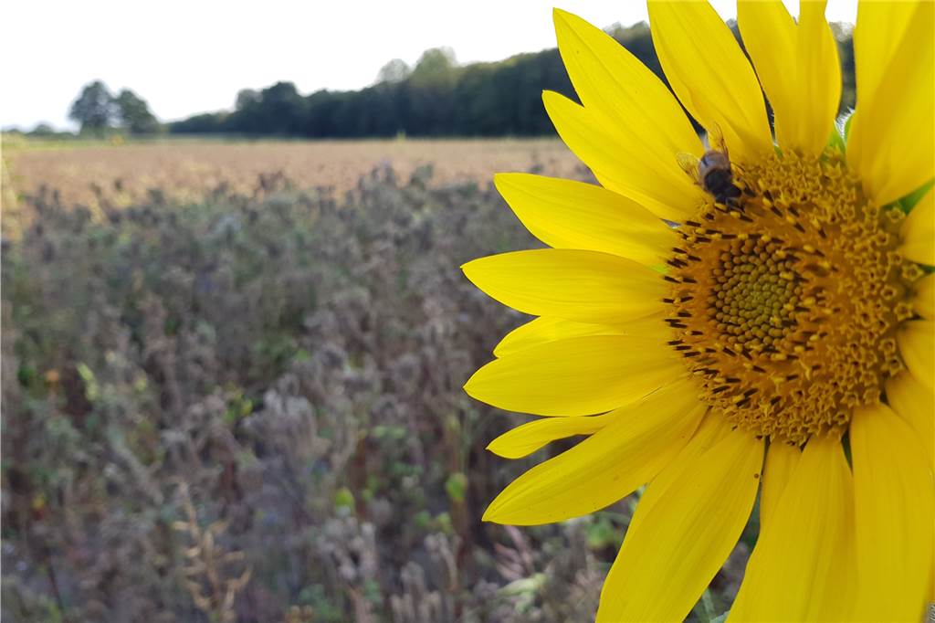 Alles, was man zu Blühwiesen und Blühstreifen in der Gemeinde Heek wissen muss Auf der Blühwiese der Bürgerstiftung waren im August zahlreiche Sonnenblumen zu bewundern.