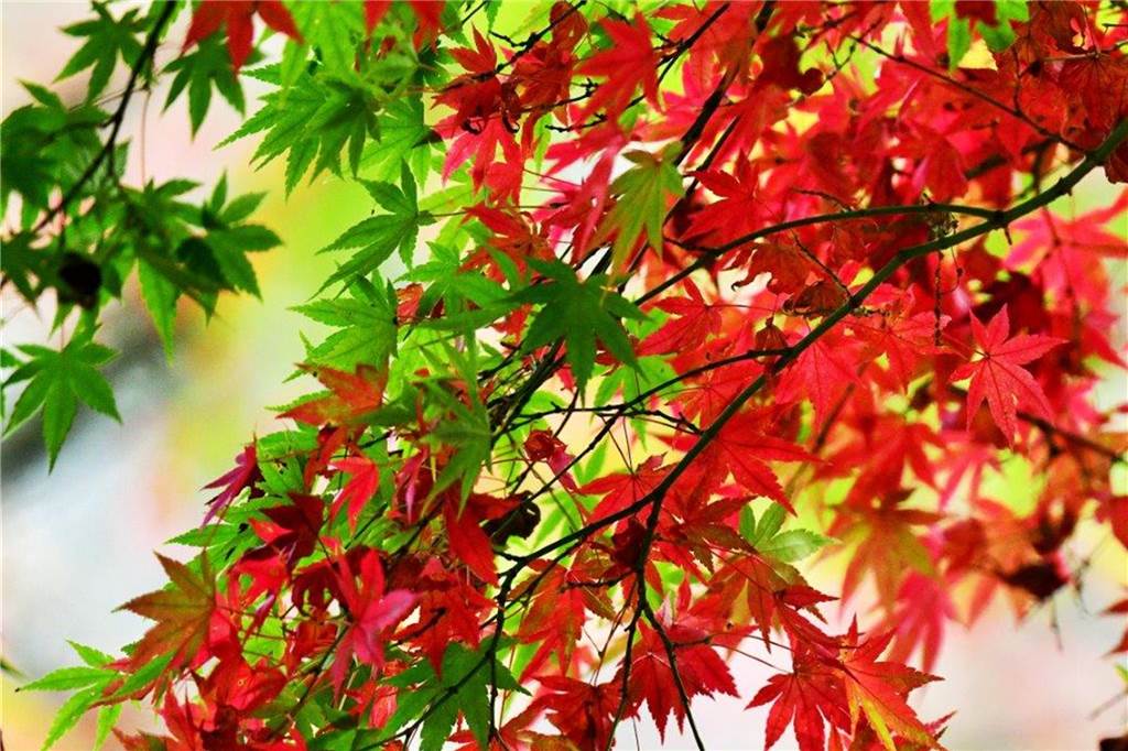 Auf der einen Seite noch mit grünen Blättern geschmückt, sind die Blätter an der anderen Seite des Baumes bereits herbstlich bunt.