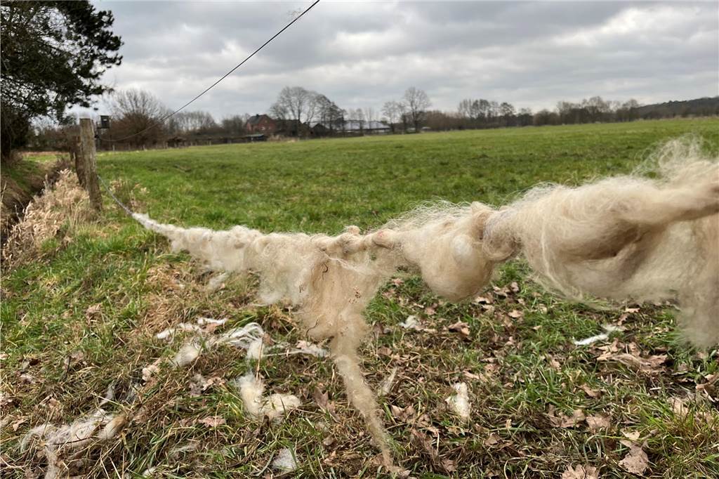 Zwölf Schafe in Dorsten-Rhade gerissen: „Ein Bild des Grauens“ Auf der Flucht rannten die Schafe durch den Stacheldraht. Ihre Wolle hängt einen Tag später noch am Zaun.