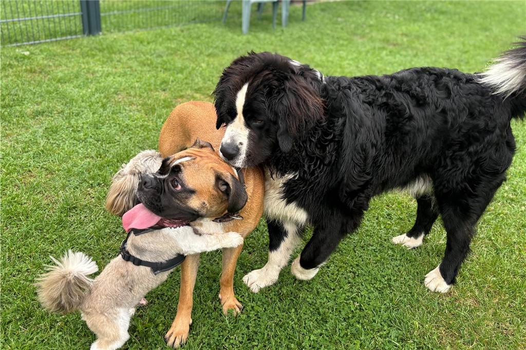 Ein Ort für Austausch: Legdener Hundewiese gilt als beliebtes Ziel Drei Hunde spielen auf Hundewiese