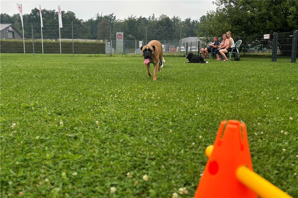 Ein Ort für Austausch: Legdener Hundewiese gilt als beliebtes Ziel Hund rennt auf Kamera zu